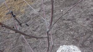 Весенняя обрезка черешни.Март 2017.