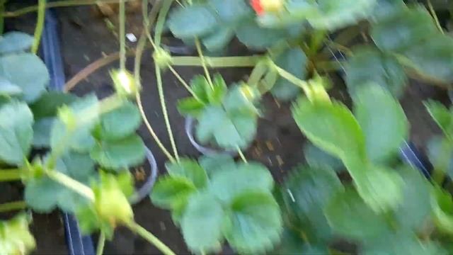 Урожайность и рассада клубники Мальга Вивара Гармония Купчиха смотреть онлайн