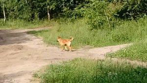 Метис бельгийской овчарки