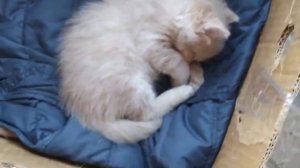 Белый котёнок наелся и спит на протяжении двух минут семнадцати секунд