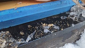 Продолжаю освобождение пасеки от снега