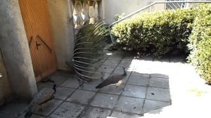 Брачный танец  павлина