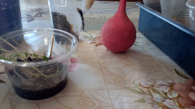 Томат " КОЛІБРІ F1" від посіву до врожаю!!! №2 РОЗСАДЖУВАННЯ. смотреть онлайн