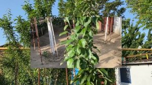 Колоновидная яблоня. Часть 4. Подробное руководство по обрезке и формированию колоновидной яблони.