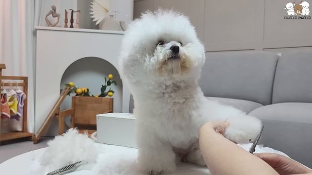 비숑 강아지 덕선 솜사탕 만들기!!