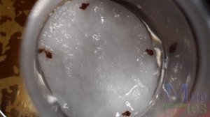 Перекись водорода в борьбе с клопами