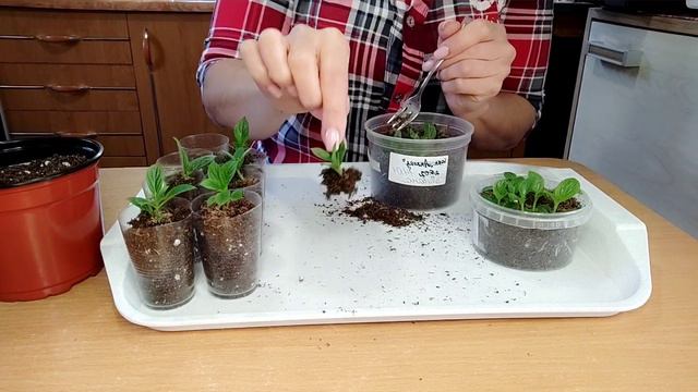 Пикировка метельчатой гортензии, укоренённой из почки.🌱🌱🌱#гортензия