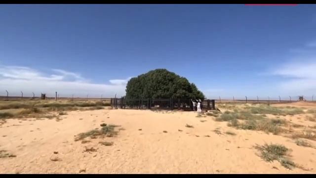 ДЕРЕВО ПОД КОТОРЫМ ОТДОХНУЛ ПРОРОК МУХАММАД (с.а.в) УЖЕ 1500 лет ЗЕЛЁНЫЙ СРЕДИ ПУСТЫНИ