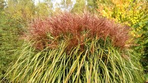 Мискантус китайский "Монинг Лайт" (Miscanthus sinensis Morning Light)