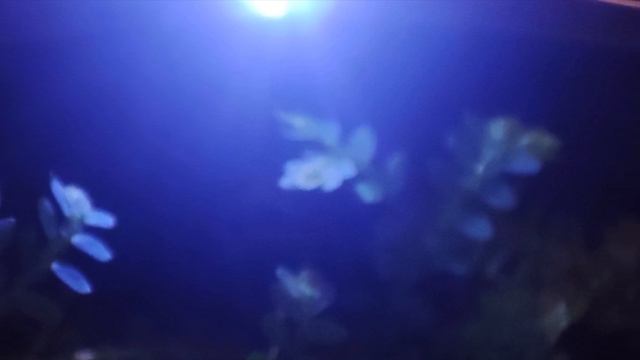 Чей почерк? / Селагинелла, плаунок смотреть онлайн