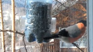 Кормушка за 5 мин из бутылок