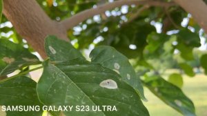 Samsung Galaxy Z Flip 5 vs Samsung Galaxy S23 Ultra Camera Comparison