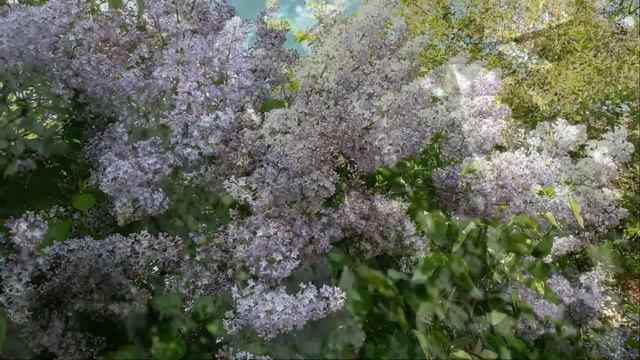 Отцвела в саду черёмуха