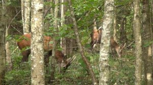 За ревущим оленем. Съемка с подхода.