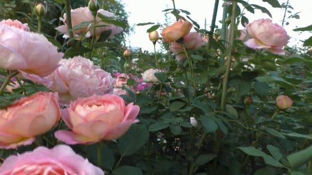 Корневые подкормки для роз в Сибирском саду смотреть онлайн