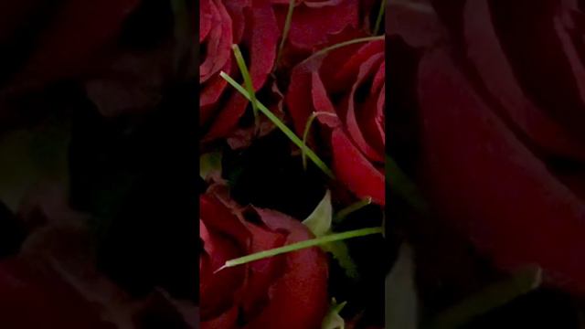 Она любила розы, но розы на морозе 🥀🥀🥀 ой- ой- ой сердце думай головой ой- ой 🥀 Ислам Итляшев