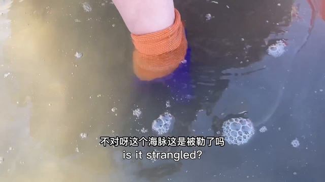 【English sub】小章赶海，水坑里一堆比目鱼，发现凶猛石斑鱼，八爪鱼泛滥了！#flounder#grouper#octopus