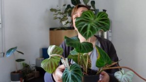 HAUL PLANTES | ATTENTION PLANTES RARES!