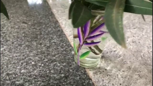 How to grow Oleander from cutting|nerium oleander plant смотреть онлайн