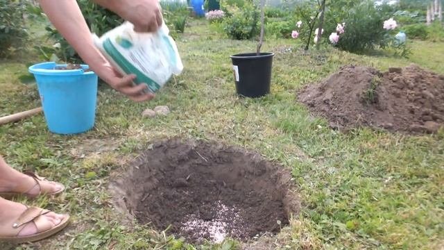 Посадка черешни 