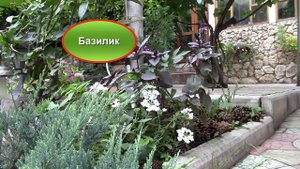 Цветы лета.  Названия цветов в нашем саду!