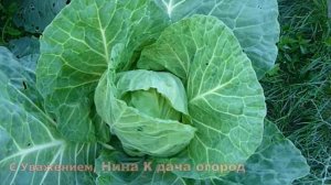 ОПРЫСКИВАЮ ОТ ГУСЕНИЦ И ТЛИ НА КАПУСТЕ! Народный метод борьбы с тлей, гусеницами на капусте
