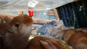 Ниппельная поилка для кроликов в работе)))))))))