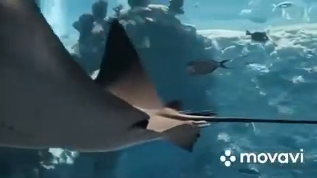 10 самых удивительных морских обитателей