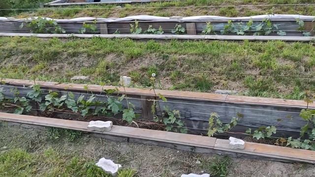 Первая обработка, корневая подкормка и пролив винограда. смотреть онлайн