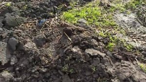 Укрытие инжира на зиму. Какие варианты я использовал.