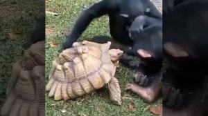 добрая обезьяна