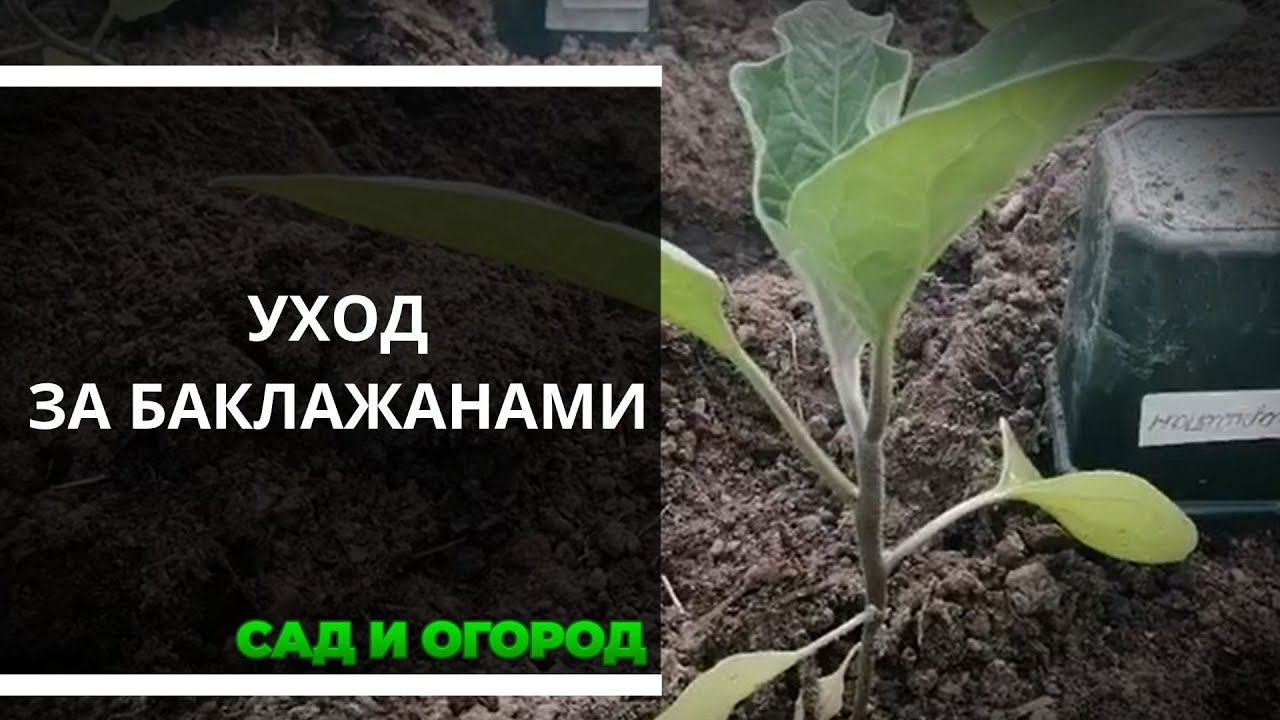 Баклажаны. Выращивание и уход