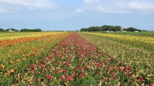 Roberta's 9-piece Huge Scentsational Reblooming Daylilies on QVC