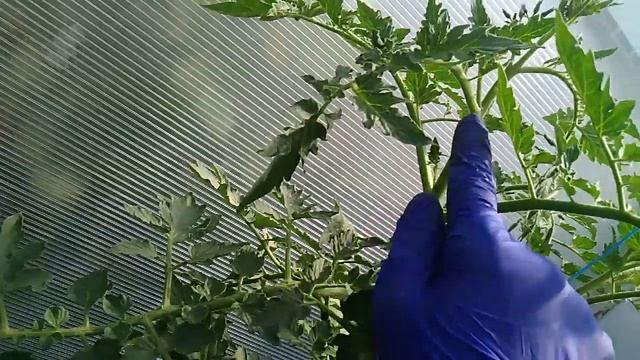 ФОРМИРУЕМ ТОМАТЫ В ДВА СТЕБЛЯ . смотреть онлайн