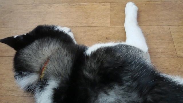 Собака ХАСКИ | 2 года | Спит и хрюкает. смотреть онлайн