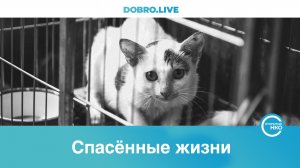 О волонтерах, спасающих животных в ДНР и ЛНР, сняли документальный сериал