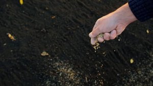 Как посадить газон