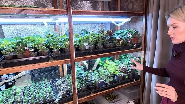 ПАУТИННЫЙ КЛЕЩ КАК БОРОТЬСЯ С ПАУТИННЫМ КЛЕЩЁМ смотреть онлайн