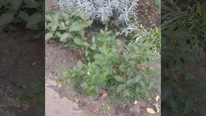 Пересадка эустомы с цветника в горшки.