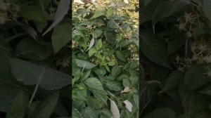 Красный Ангел не колючая малина, второе плодоношение