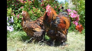 Взрослое поголовье кур 2015 года в хозяйстве Гуковские куры. Породы: Орпингтон, Кохинхин, Брама.