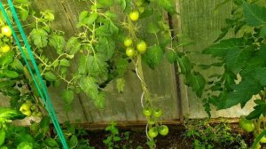 Если фитофтора уже пришла, срочно спасаем, медный купорос...