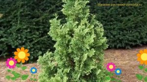 Туя западная Спиралис. Краткий обзор, описание характеристик thuja occidentalis Spiralis
