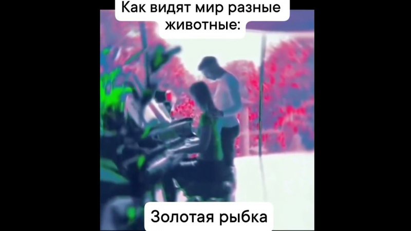 Как видят цвета разные виды животных?