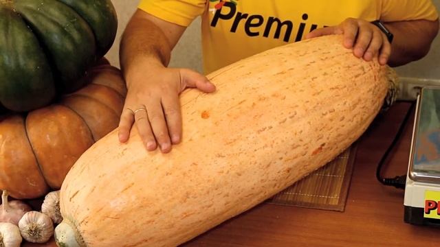 Тыква крупноплодная Румяная папайя. Вас на даче удивляя, наливается папайя!