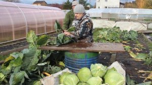 ЭТА КАПУСТА НЕ ТРЕБУЕТ УХОДА: ПОСАДИЛ И ЗАБЫЛ. 12.10.19