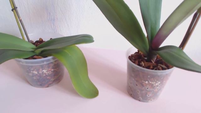 Phalaenopsis Фаленопсис (пелорик) и после адаптации орхидеи
