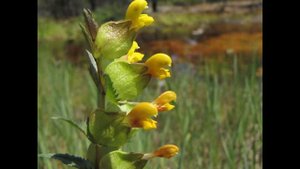 ПОГРЕМОК  (RHINANTHUS)  сем. Норичниковые