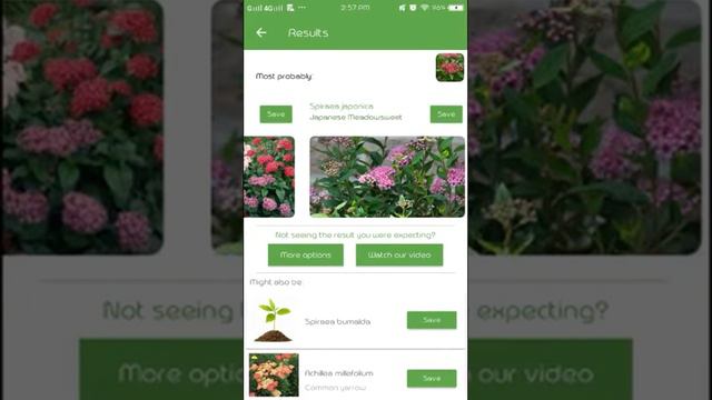 PlantSnap identifies a Japanese meadowsweet (Spiraea japonica)