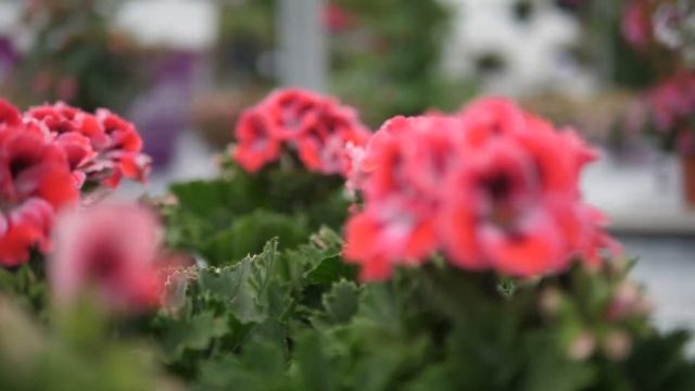 Pelargonium Grandiflorum Elegance Red Velvet - Garden Plant with Flowers in spectacular Colours смотреть онлайн